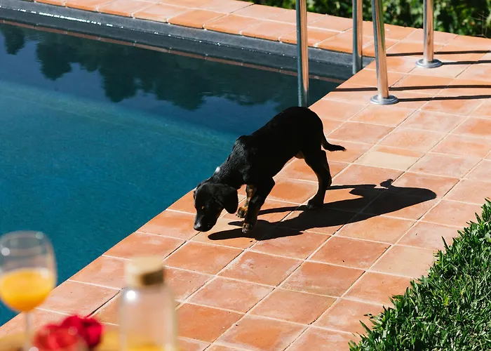 Quinta De Reciao Lamego